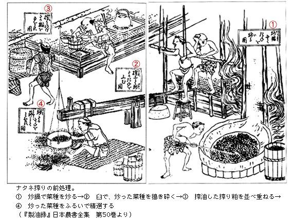 Figure.4 에도시대 유채 기름을 짜는 과정