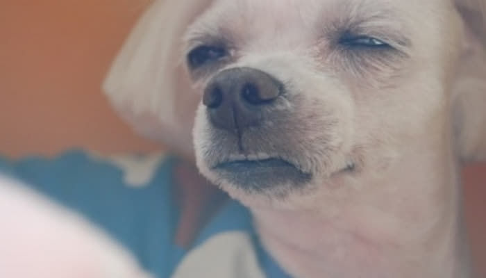 이미지 = 애니멀 플래닛 캡쳐 (https://m.animalplanet.co.kr/contents/?artNo=2499)