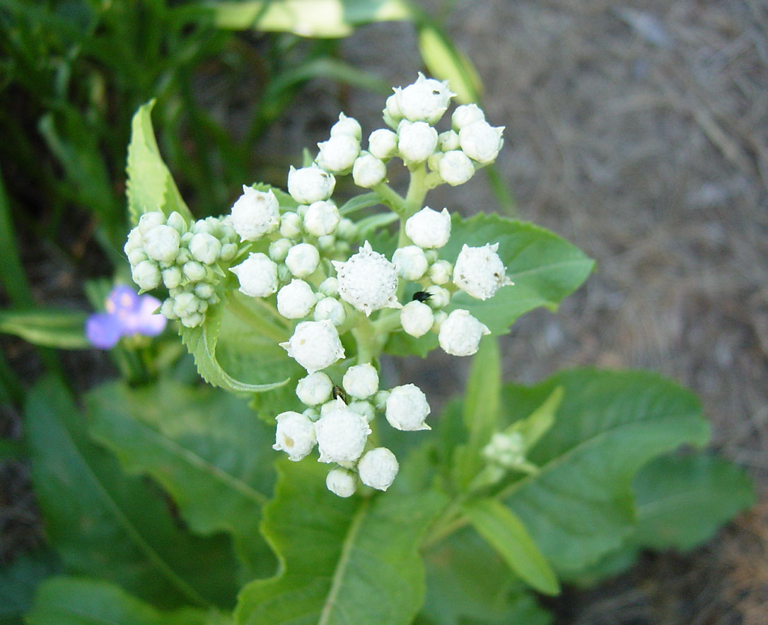 퀴닌(Quinine)