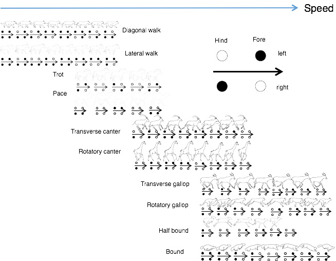 Mammal's locomotion 웹페이지에서 설명을 돕기 위해 첨부한 그림. 왼쪽에서 오른쪽 순서로 읽으면 되고, 흰점은 땅에서 떨어진 발, 검은 점은 땅에 붙은 발로 해석하면 됩니다. 예를 들어 Diagonal walk는 '네 발 다 붙이기 -> 왼쪽 뒷발 떼기 -> 오른쪽 앞발 떼기 -> 왼쪽 뒷발 붙이기 -> 오른쪽 앞발 붙이기 -> 오른쪽 뒷발 떼기 -> 왼쪽 앞발 떼기 -> 오른쪽 뒷발 붙이기' 순서로 진행됩니다.