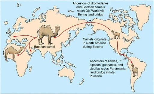 낙타의 조상은 북미 대륙에 살았고, 이것이 유라시아 대륙으로 넘어와 지금의 낙타가 되었으며 남미로 가서는 라마, 알파카 등이 되었습니다.