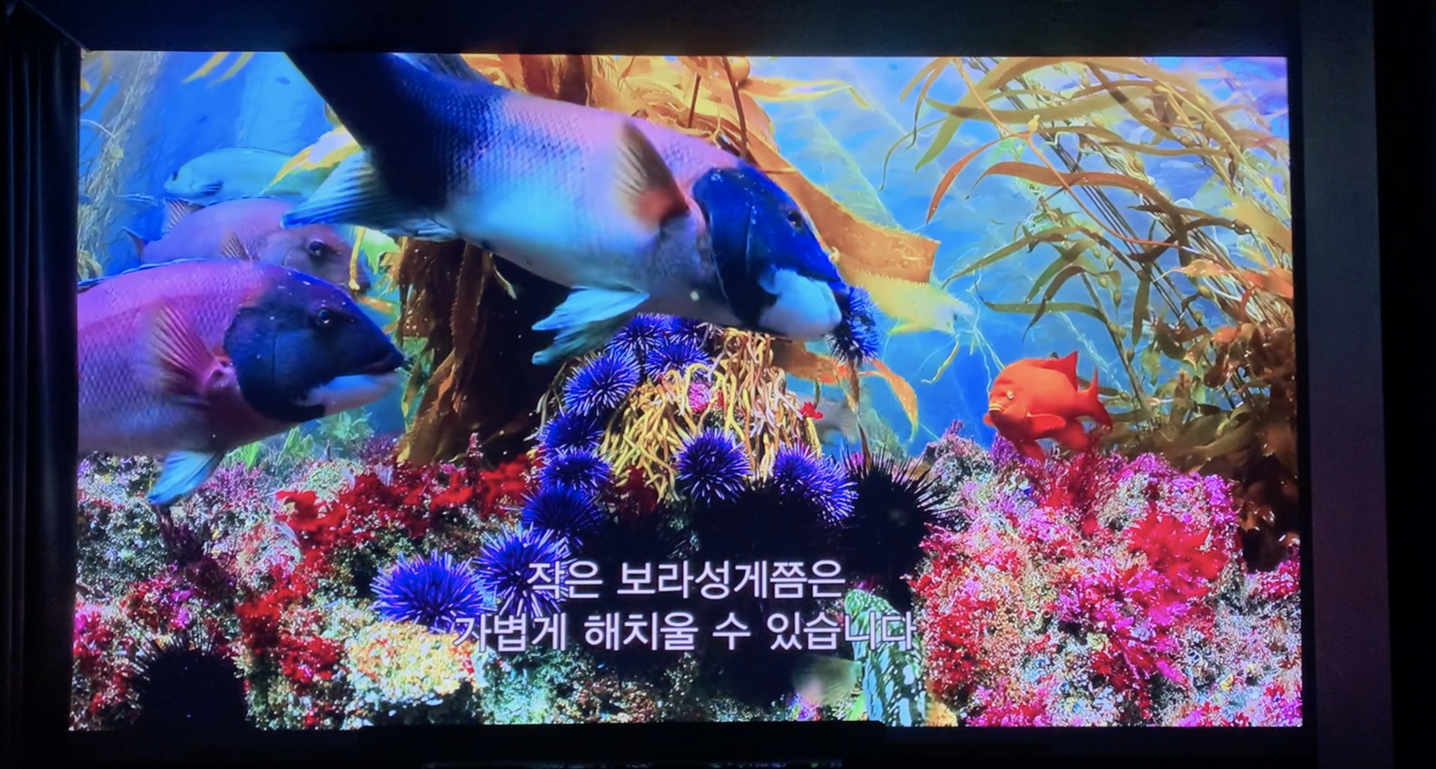 다큐멘터리 <우리의 지구>. 작은보라성게쯤은 가볍게 해치울수 있는 물고기...ㅎ