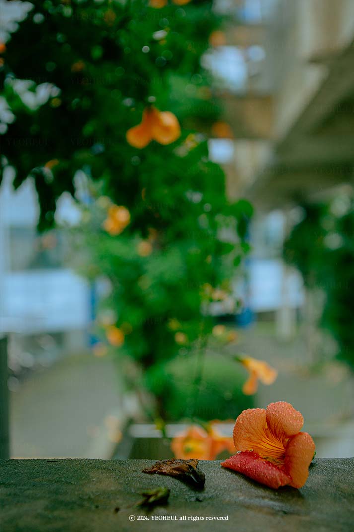 1-3. 업신여길 능 하늘 소 