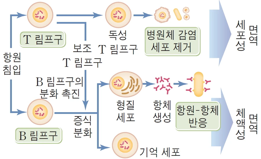 출처 : https://nutri.fandom.com/ko/wiki/%EC%84%B8%ED%8F%AC%EB%A7%A4%EA%B0%9C%EC%84%B1_%EB%A9%B4%EC%97%AD