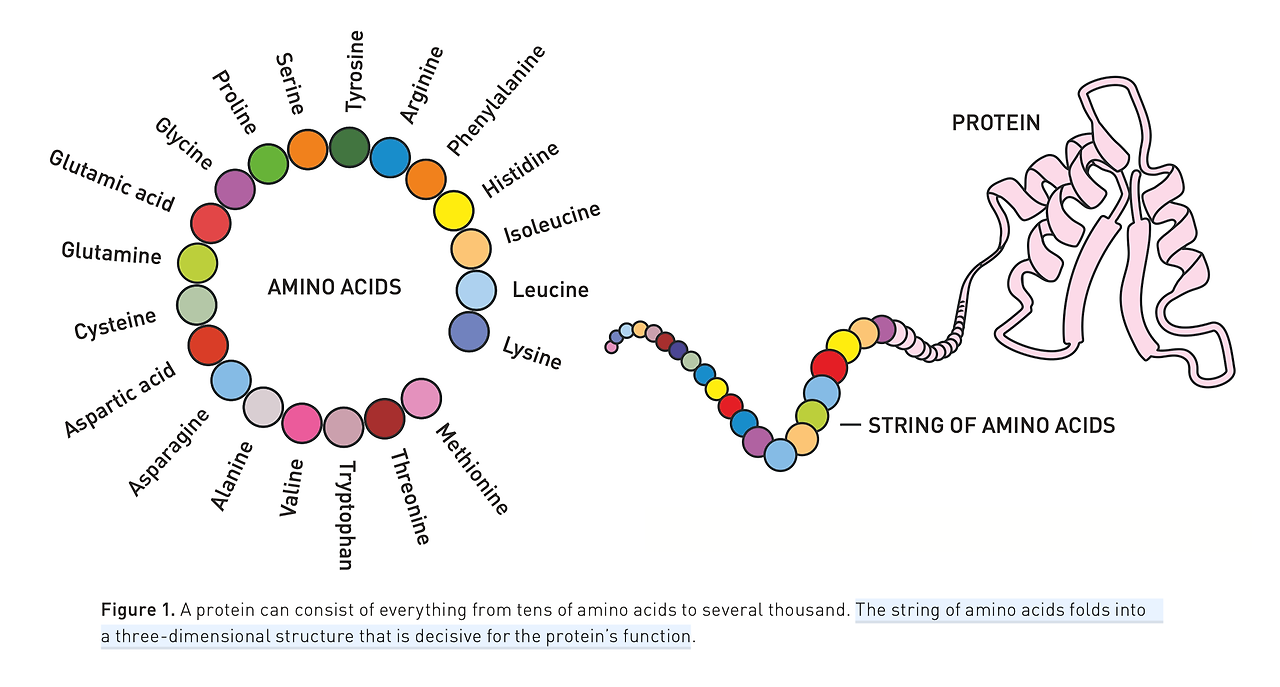 단백질은 레고 블록처럼 아미노산의 사슬로 이루어진 복잡한 3차원 구조를 가집니다.
