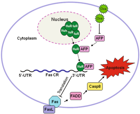 출처:&nbsp;Chen, T., Dai, X., Dai, J., Ding, C., Zhang, Z., Lin, Z., Hu, J., Lu, M., Wang, Z., Qi, Y., Zhang, L., Pan, R., Zhao, Z., Lu, L., Liao, W., & Lu, X. (2020).&nbsp;AFP promotes HCC progression by suppressing the HuR-mediated Fas/FADD apoptotic pathway.&nbsp;Cell death & disease, 11(10), 822