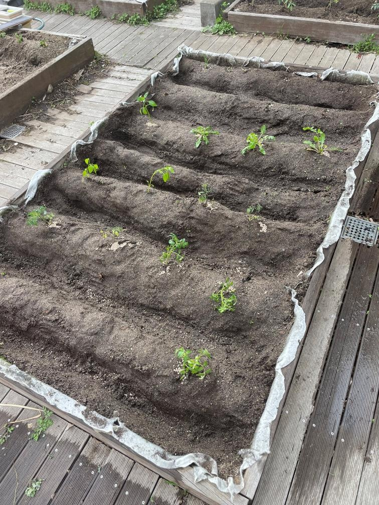 분양 얼마 후의 텃밭 (사진: 김정섭 본인 제공)