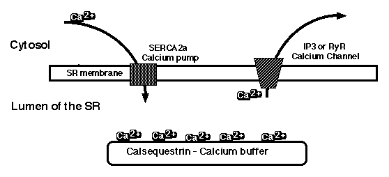 출처: https://www.bio.davidson.edu/old_site/student/Permar/PermarThesis.html