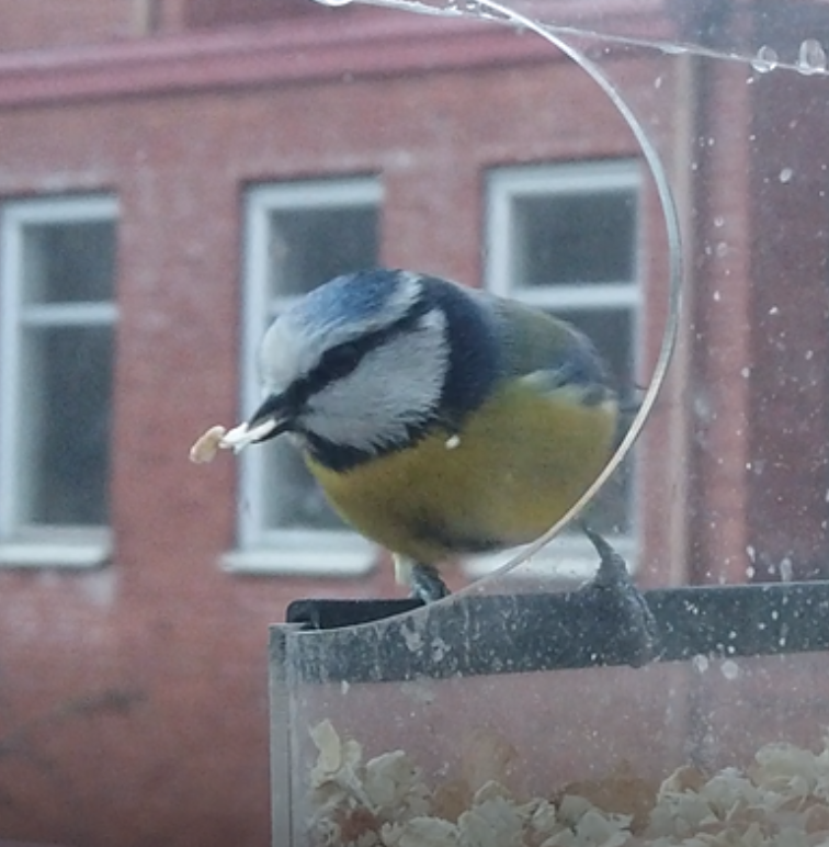 모이를 먹고 있는 푸른박새(Blåmes) 