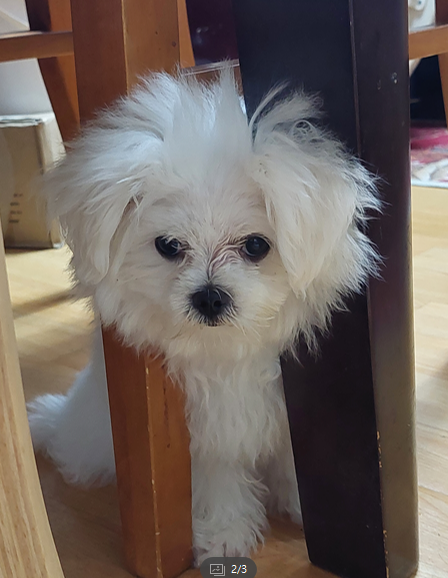 첨부 이미지