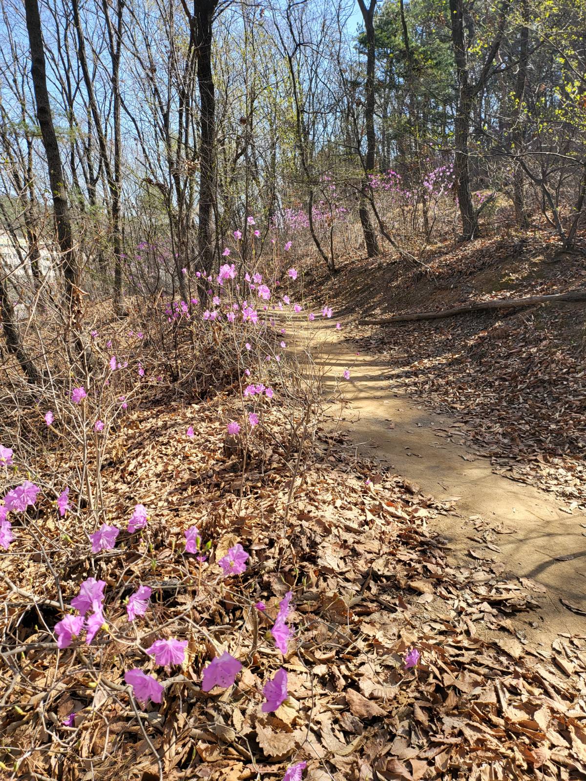 진달래 산길