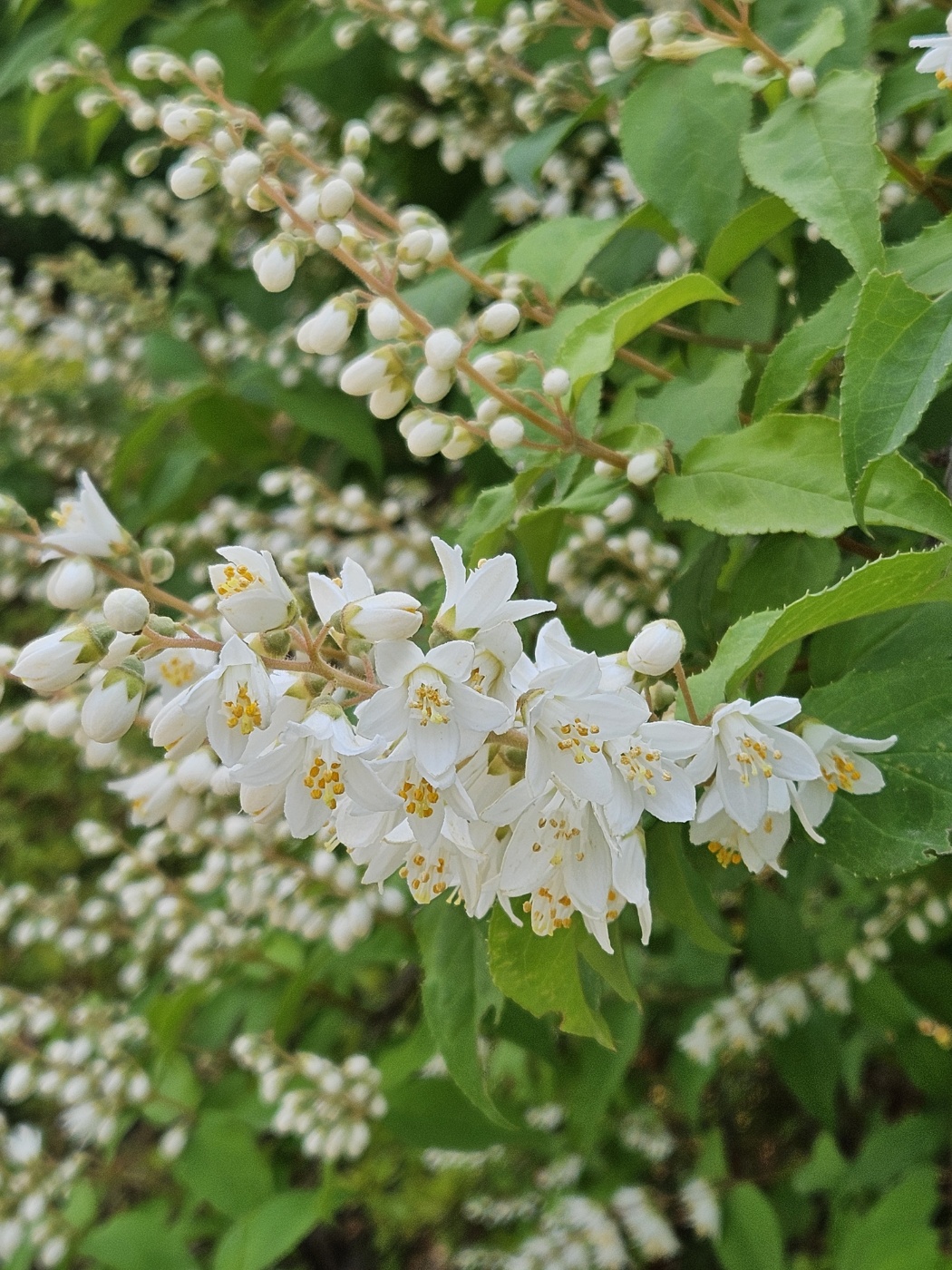 요즘 기세가 좋은 말발도리!