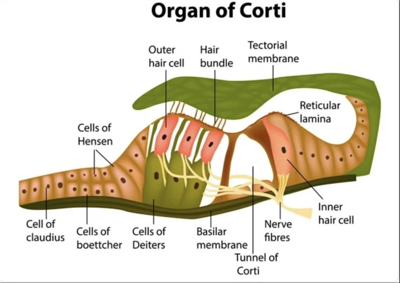 출처 :&nbsp;https://d2jx2rerrg6sh3.cloudfront.net/image-handler/picture/2019/9/%40shutterstock_736944172.jpg