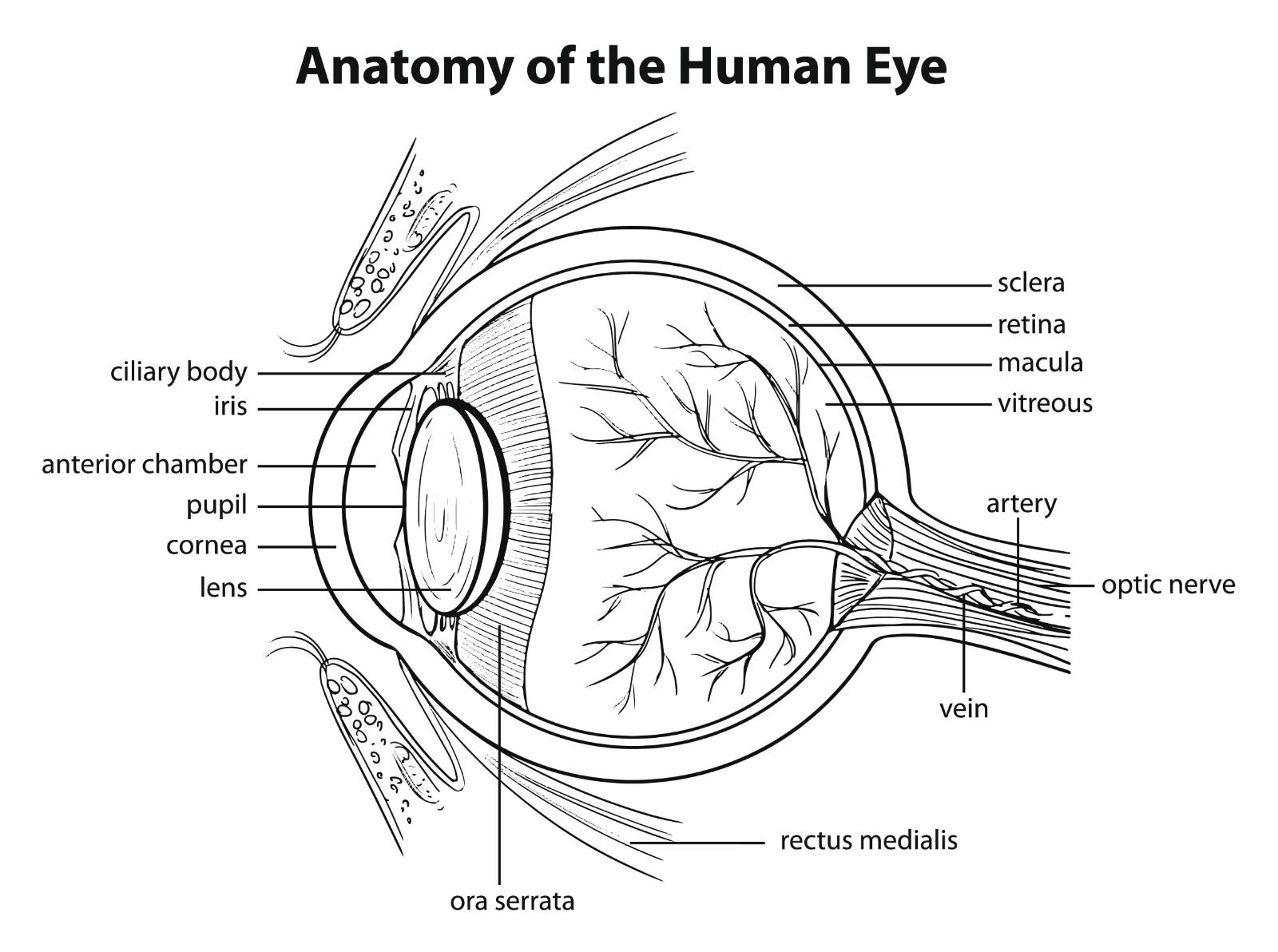 황반(macula)의 위치