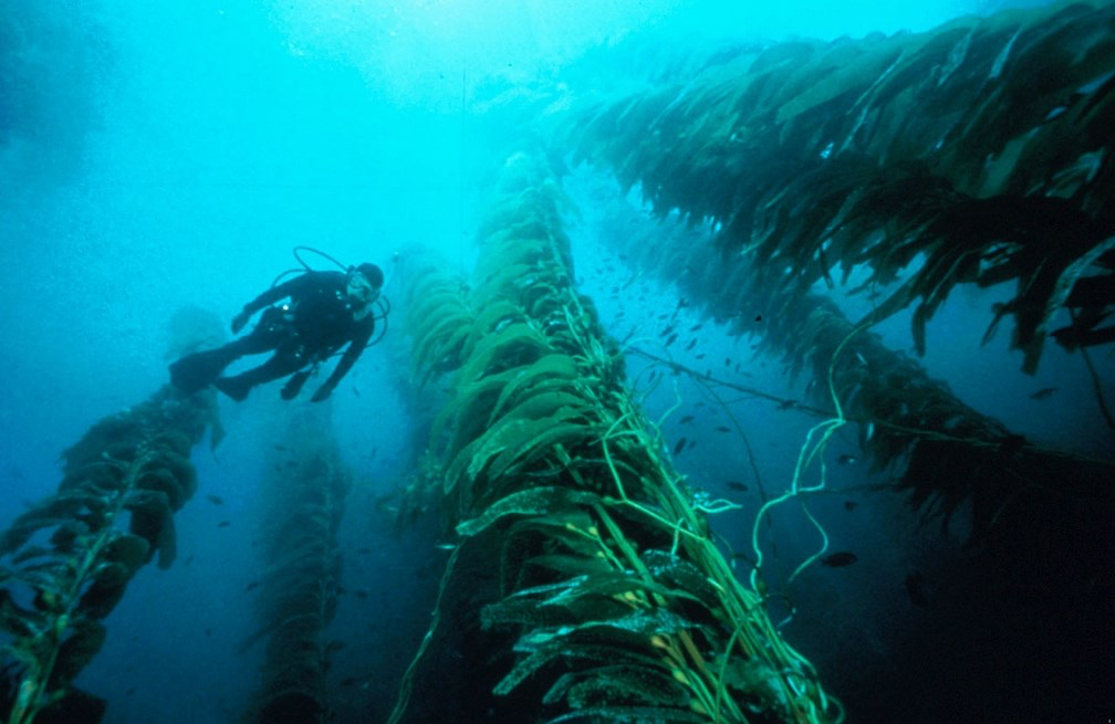 http://stunningplaces.net/diving-in-kelp-forests-in-california/