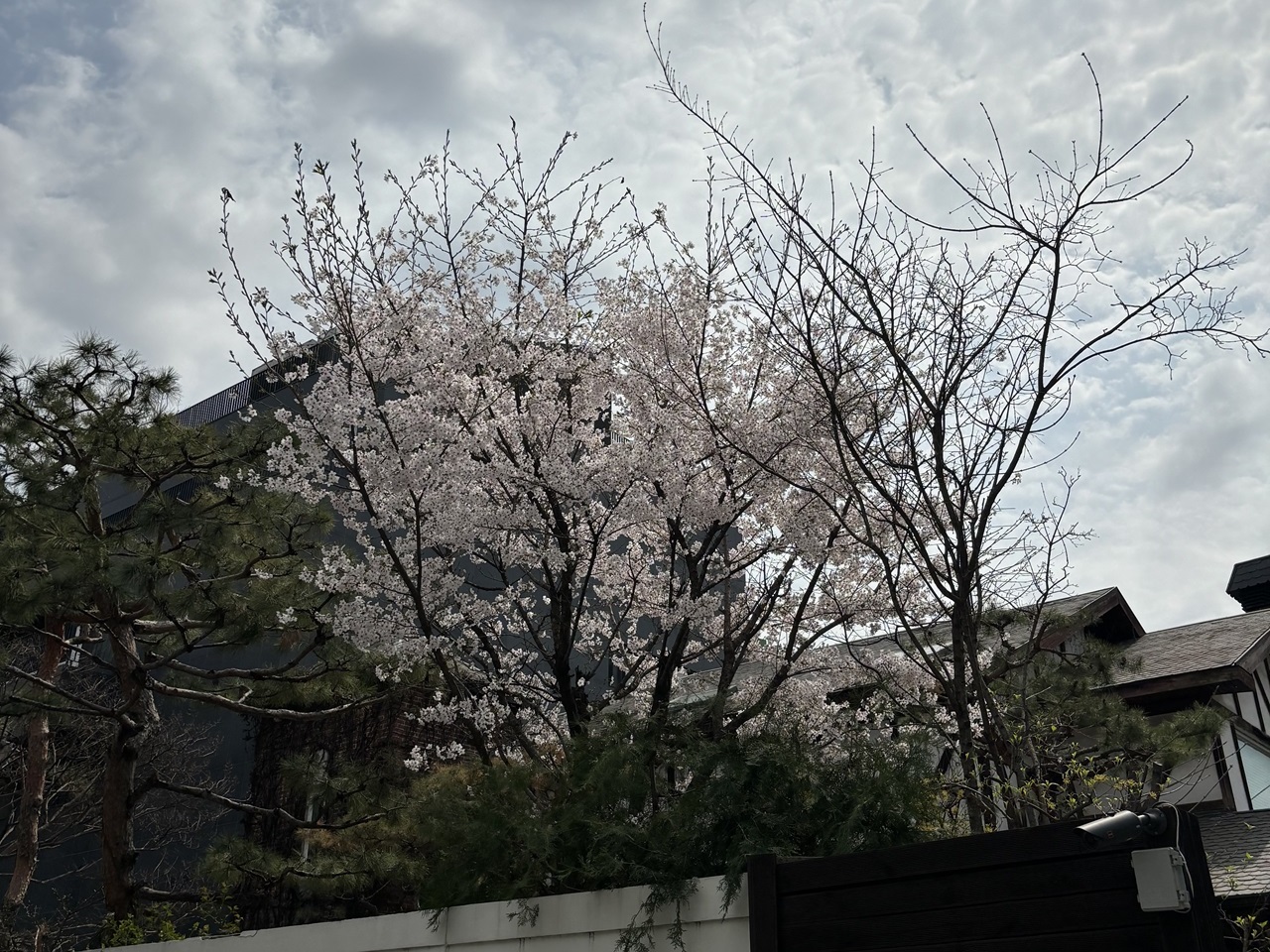 4월, 봄꽃 구경