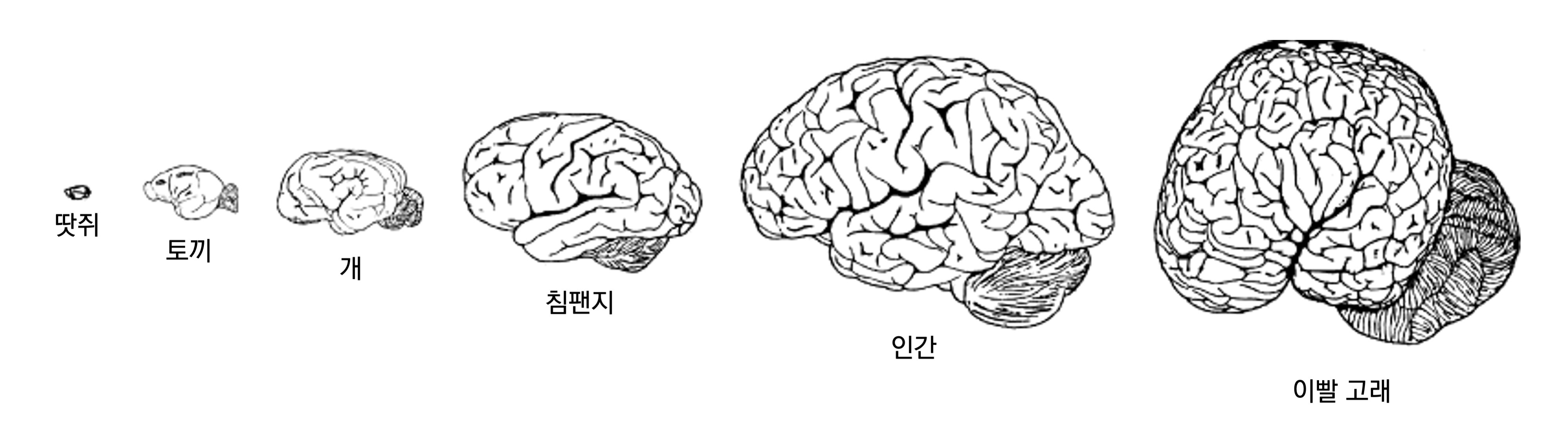 포유류의 뇌. 다른 포유류에 비해서 인간의 뇌가 비교적 크지만 코끼리나 고래에 비해서는 작다. 뇌 표면에 주름진 정도도 소위 지능이 높다고 불리는 동물들과 큰 차이를 보이진 않는다.  © G Roth & U Dicke