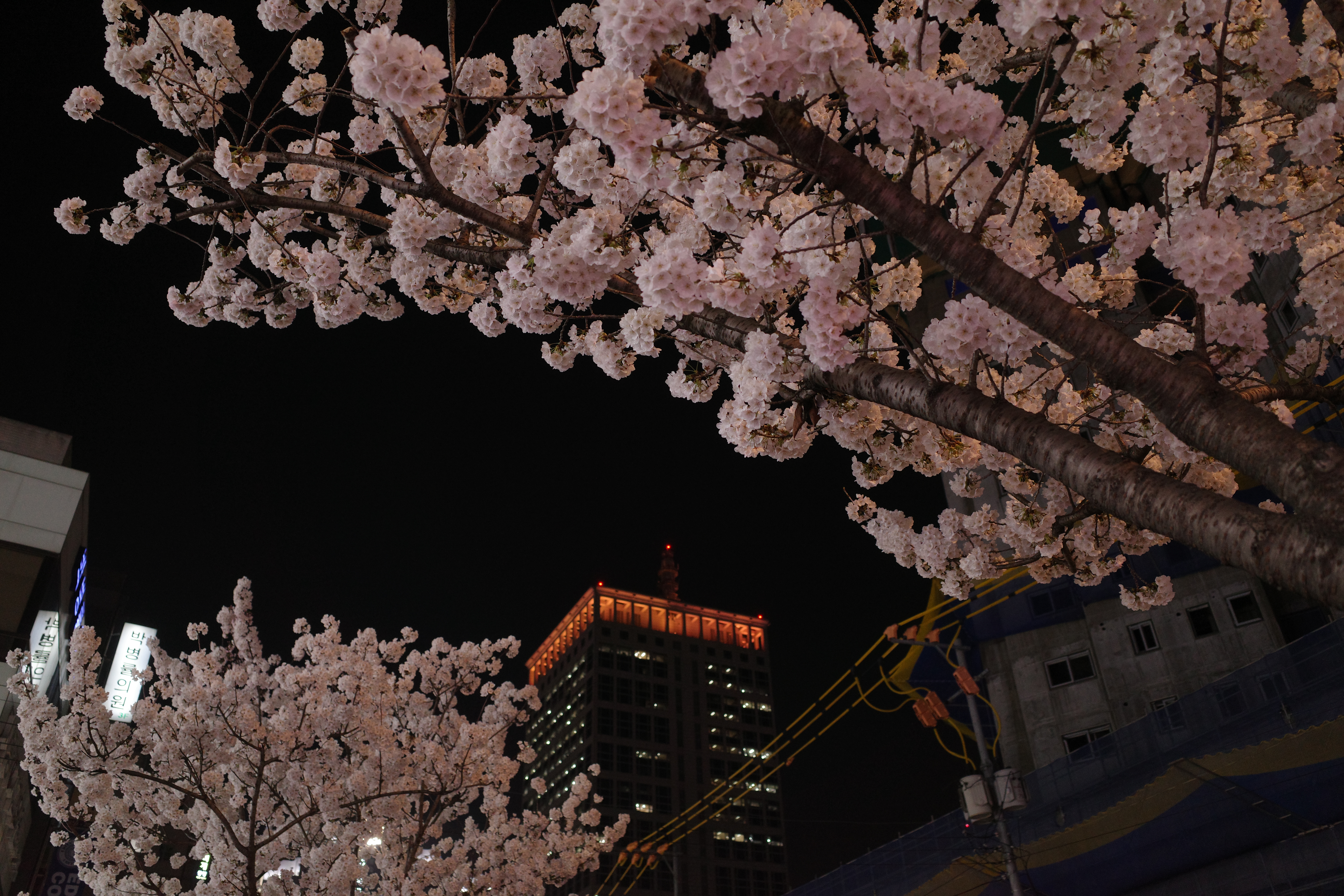 집 앞 벚꽃 구경하세요!