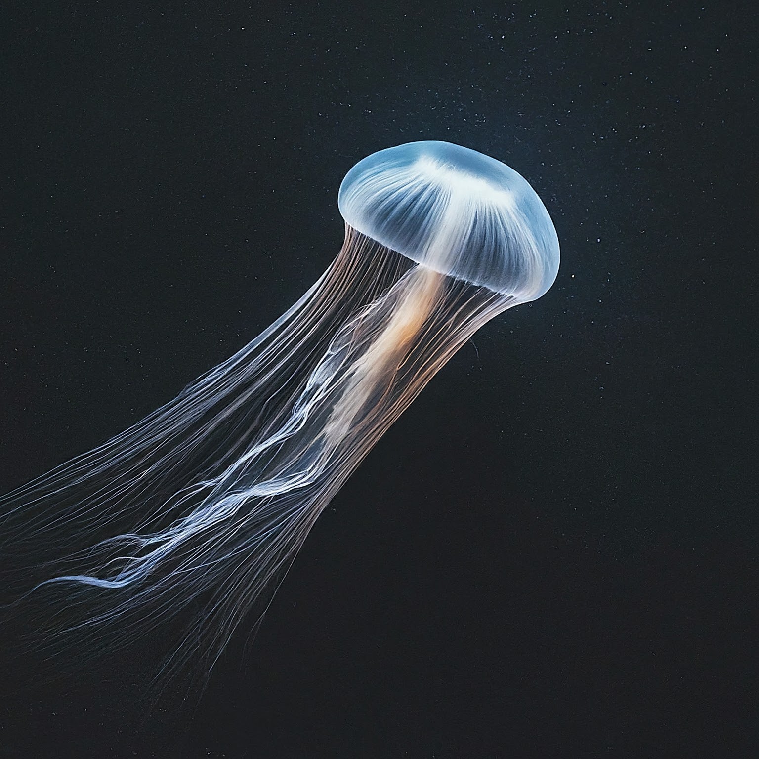 A jellyfish on a black background