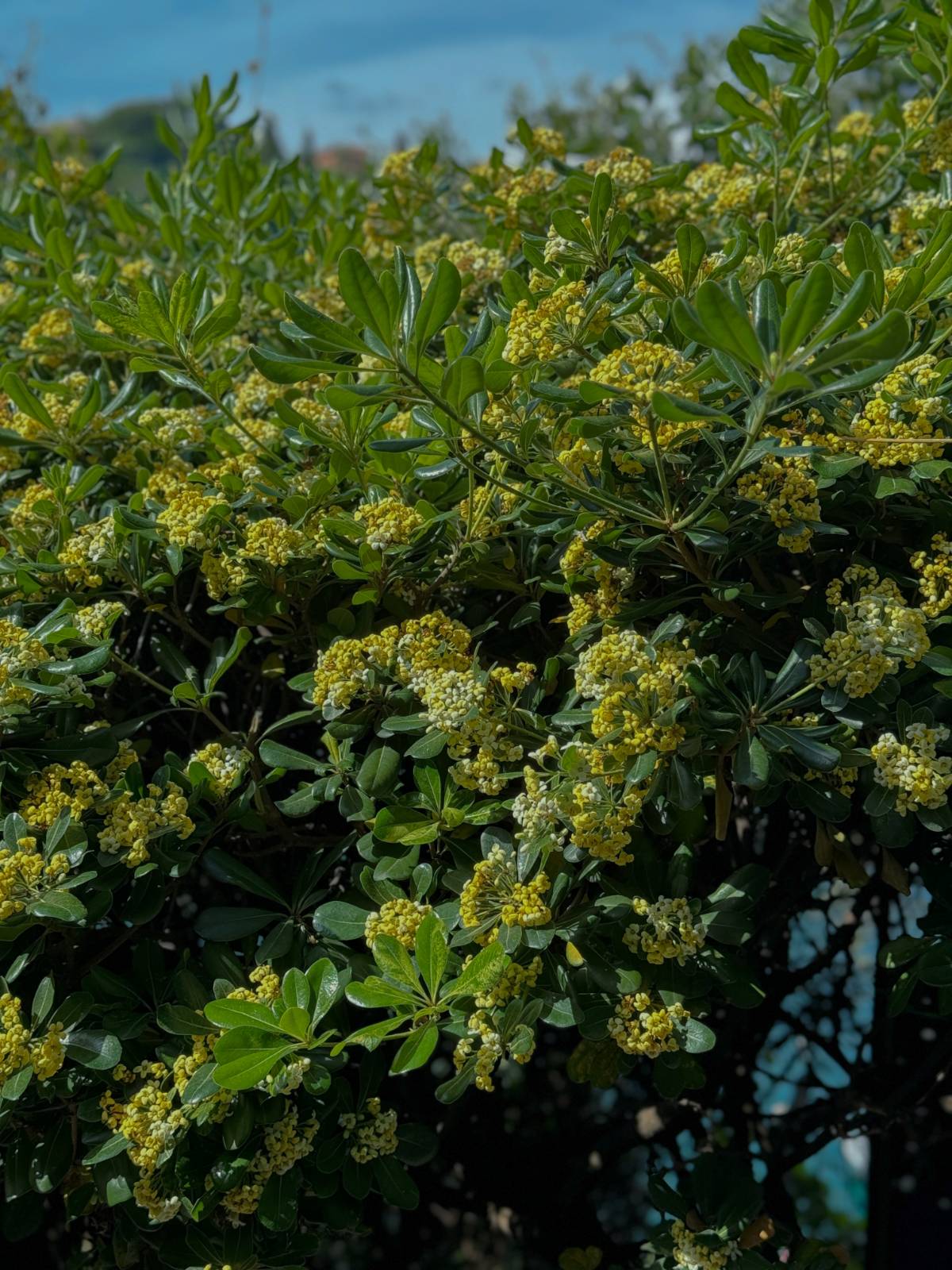 3. 포르토피노의 노란 꽃나무