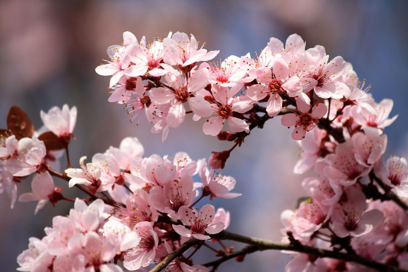 만개한 벚꽃의 이미지 [출처. Wikipedia]
