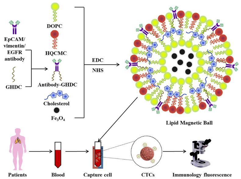 출처 : Jiang, W., Wu, J., Lin, X., Chen, Z., Lin, L., & Yang, J. (2024). Enumeration and Molecular Characterization of Circulating Tumor Cell Using an Epithelial Cell Adhesion Molecule/Vimentin/Epidermal Growth Factor Receptor Joint Capture System in Lung Cancer. Clinical Medicine Insights. Oncology, 18, 11795549241231568.   