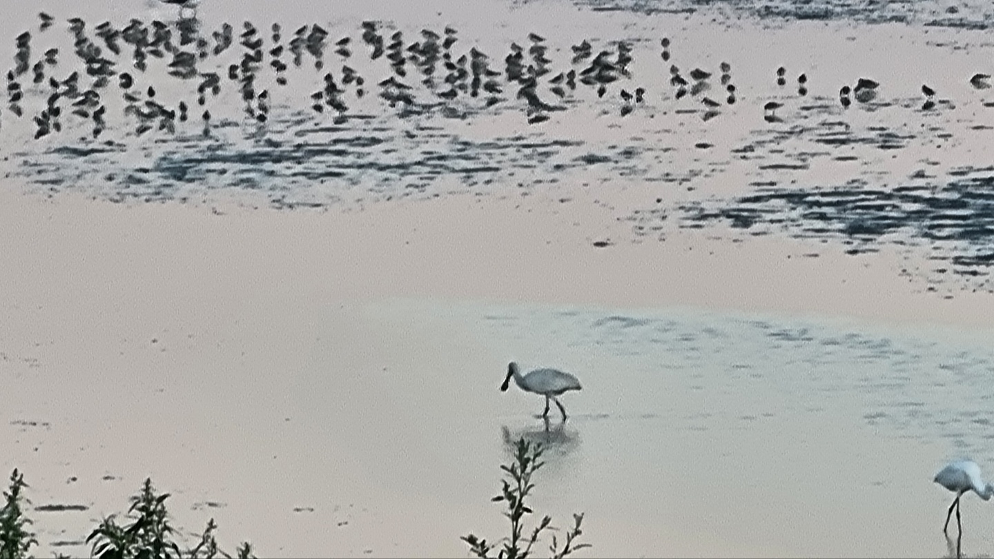 100배줌으로 찍을 수 있었던 물떼새들과 저어새 그리고 화질구지