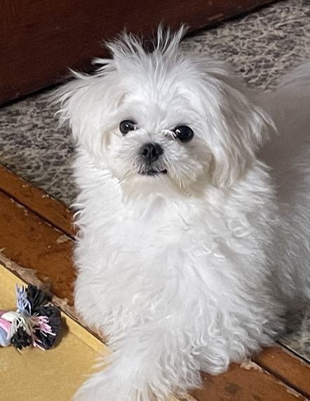 첨부 이미지