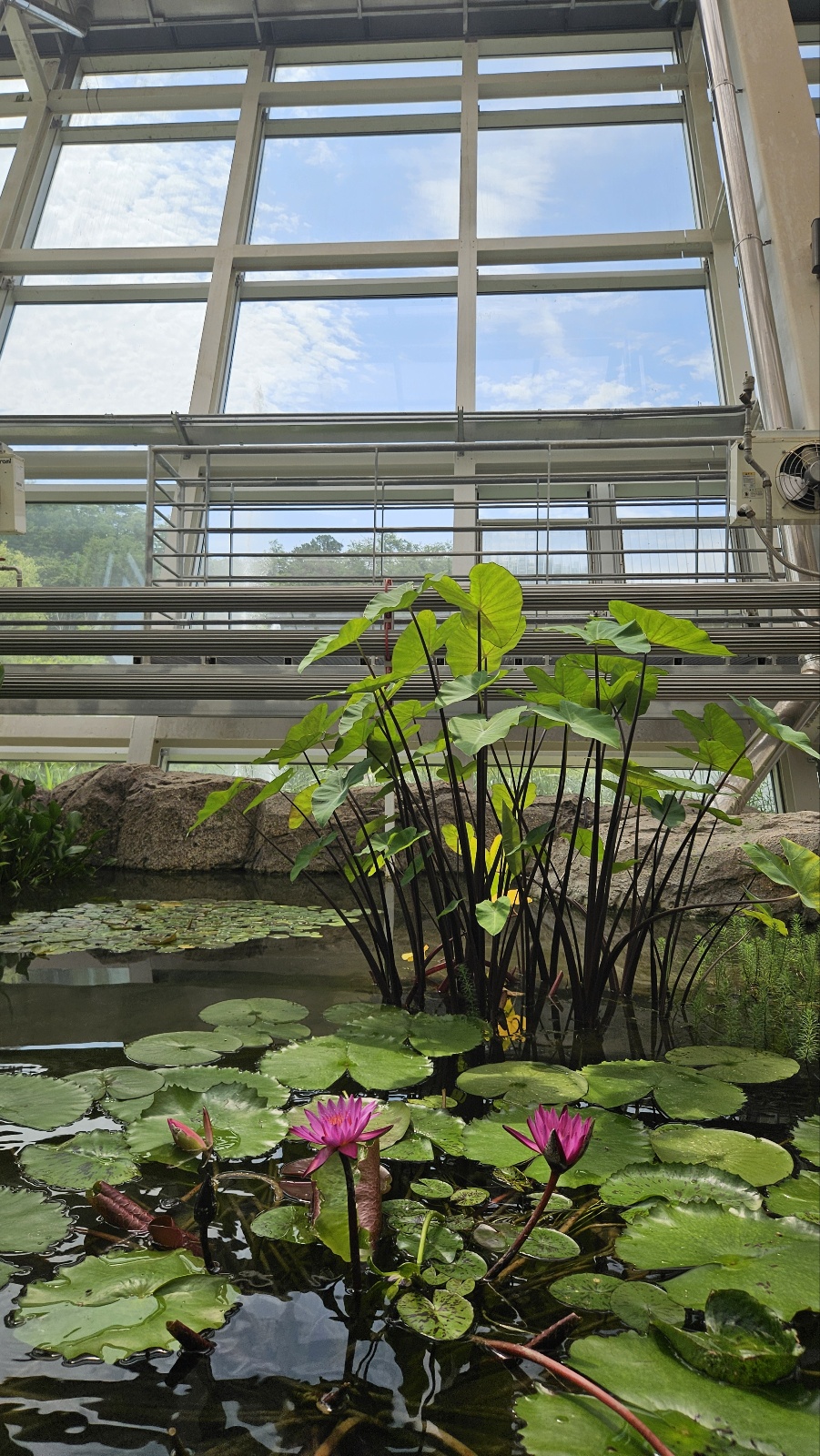 물 속에서 바라보는 온실은 퍽 매력적이었다.