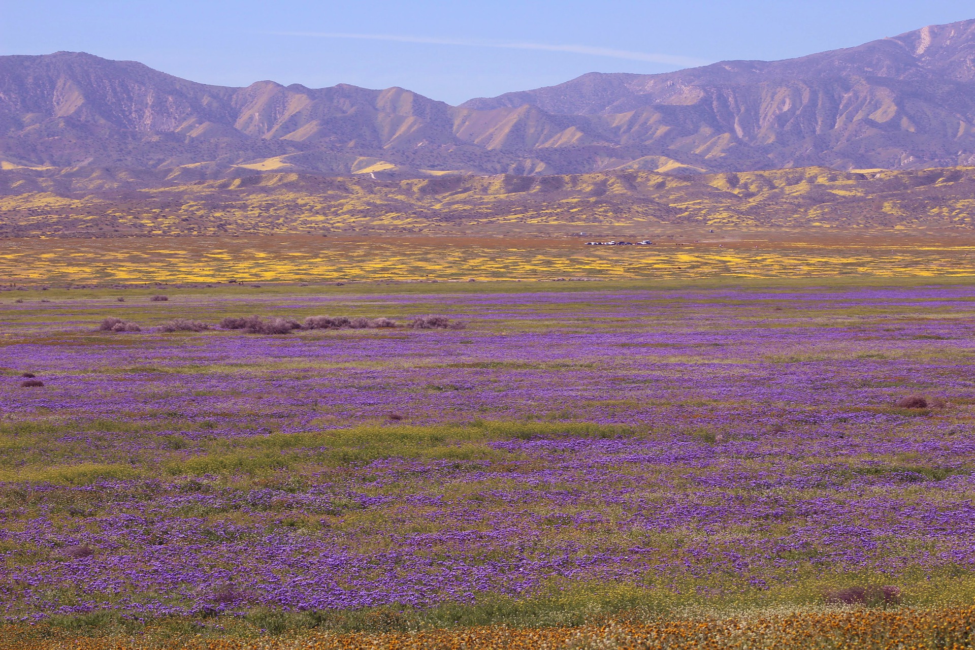 슈퍼 블룸(super bloom, 사막에 일시적으로 들꽃이 많이 피는 현상)