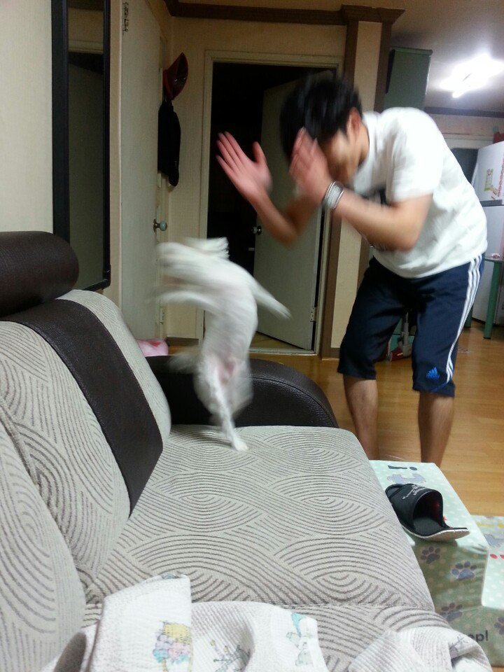 자축의 세레모니