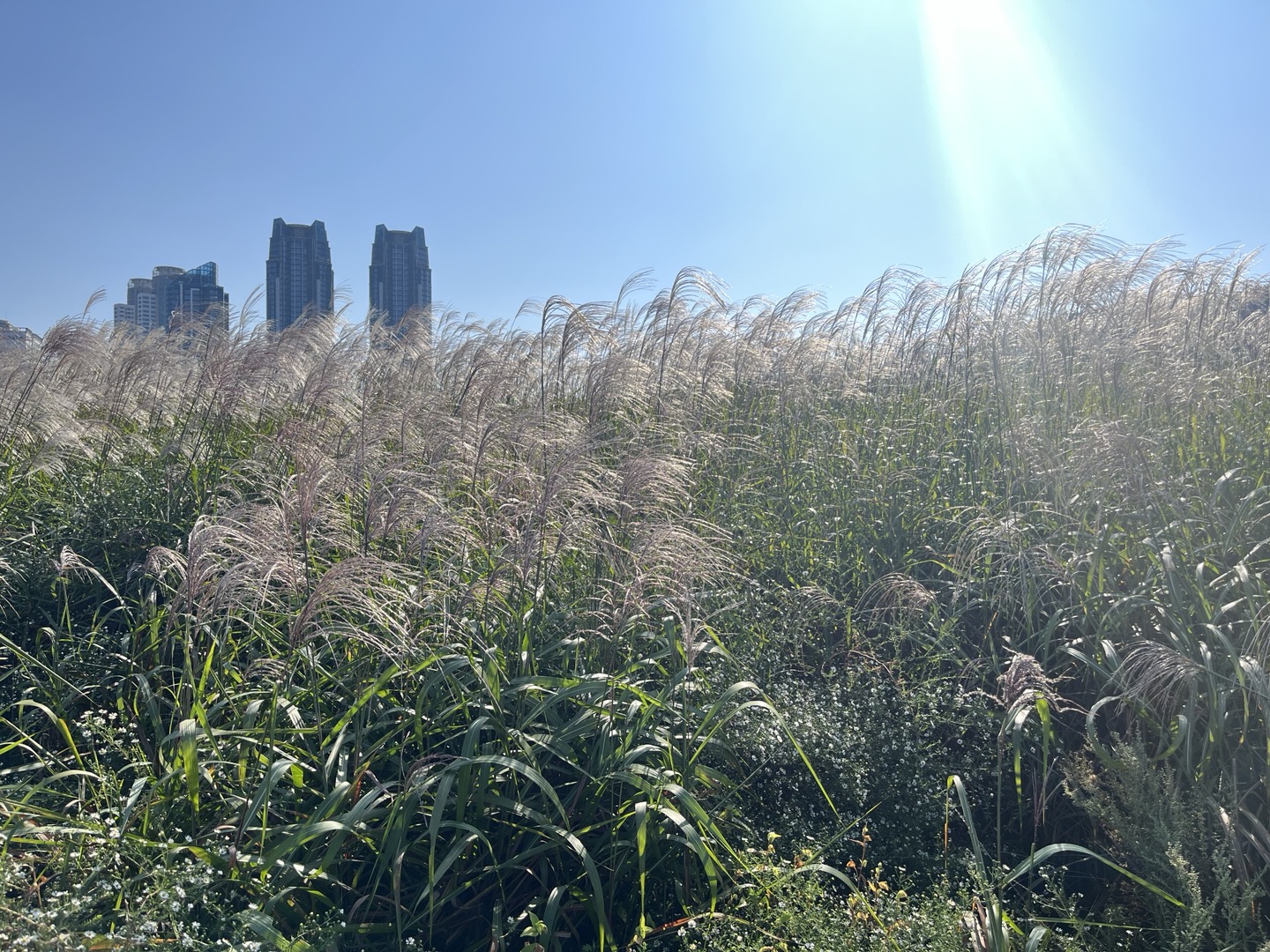 높고 단단한 빌딩과 그 아래 바람을 타고 하늘거리는 그라스가 대조적이어서 더 조화롭다
