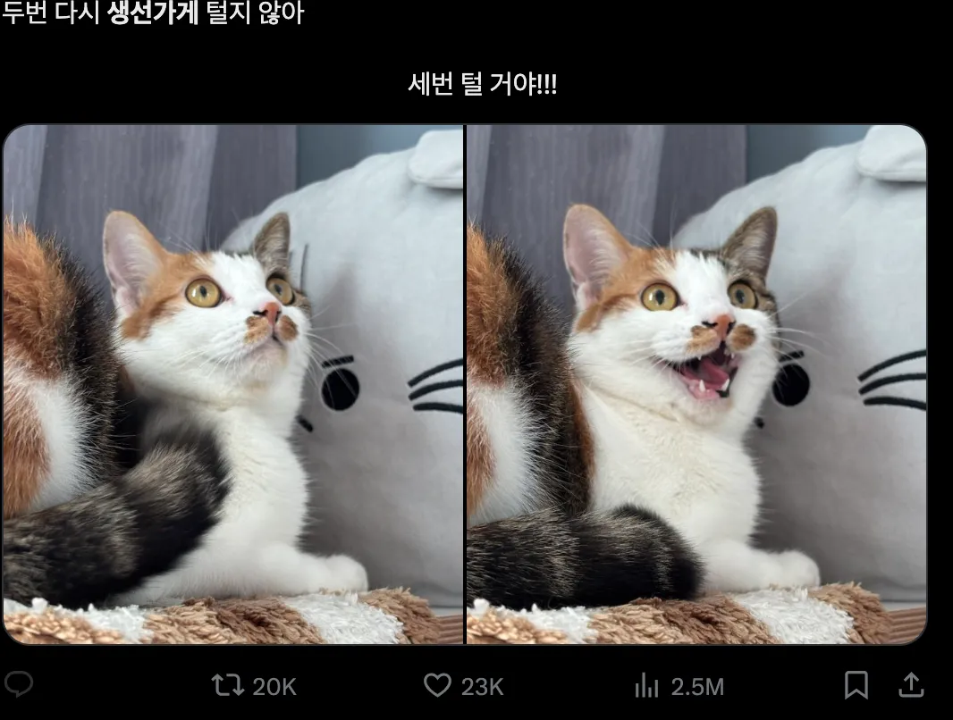 이미지 = X 캡처 (https://x.com/cooki__tty/status/1846781004390060514)