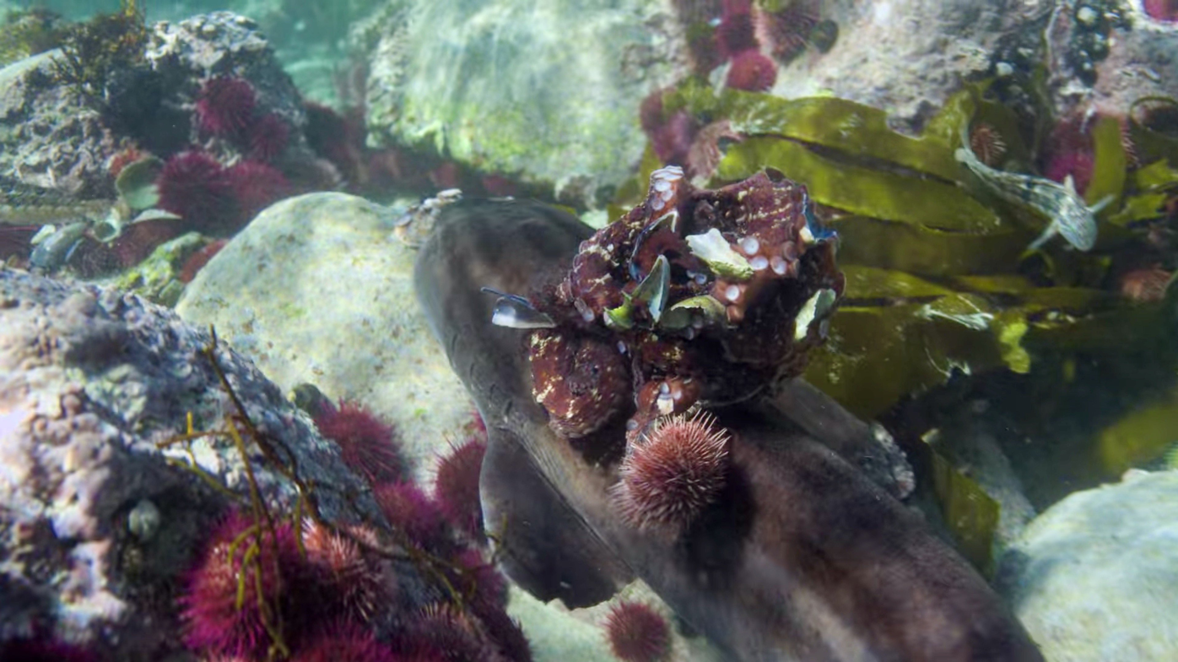 상어둥절. 파자마 상어는 이 상황이 혼란스럽기만 하다.  © 넷플릭스