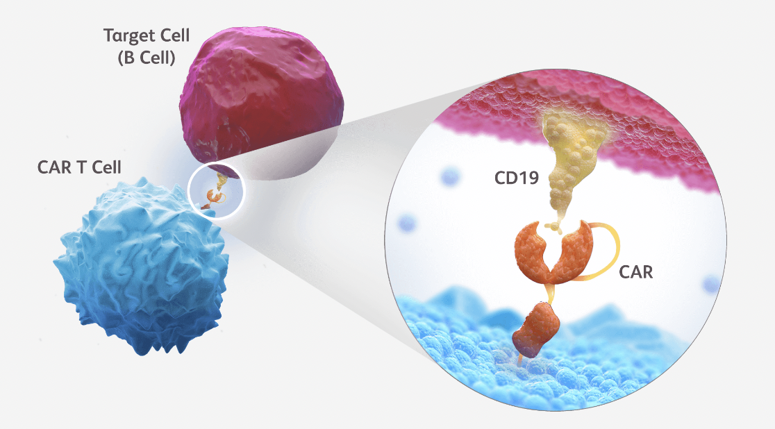 출처 : https://www.bmsscience.com/pathways/cd19-nex-t/