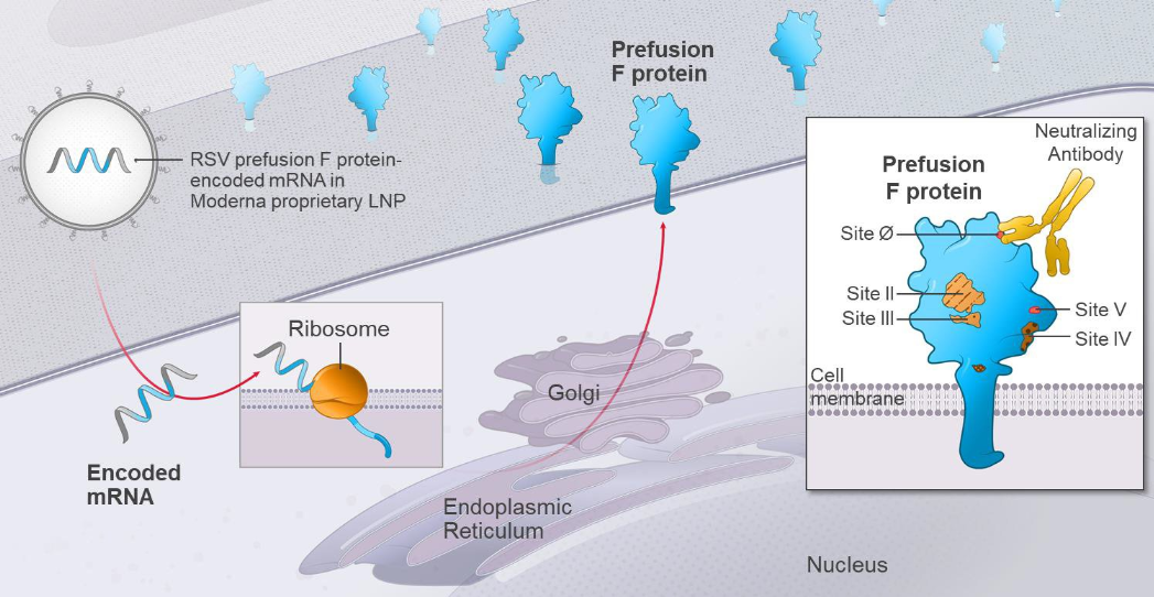 모더나가 설명하는 mRNA 백신 기전. Prefusion F glycoprotein을 생산해서 중화항체 생성을 유도한다. <i>Moderna on X.</i>