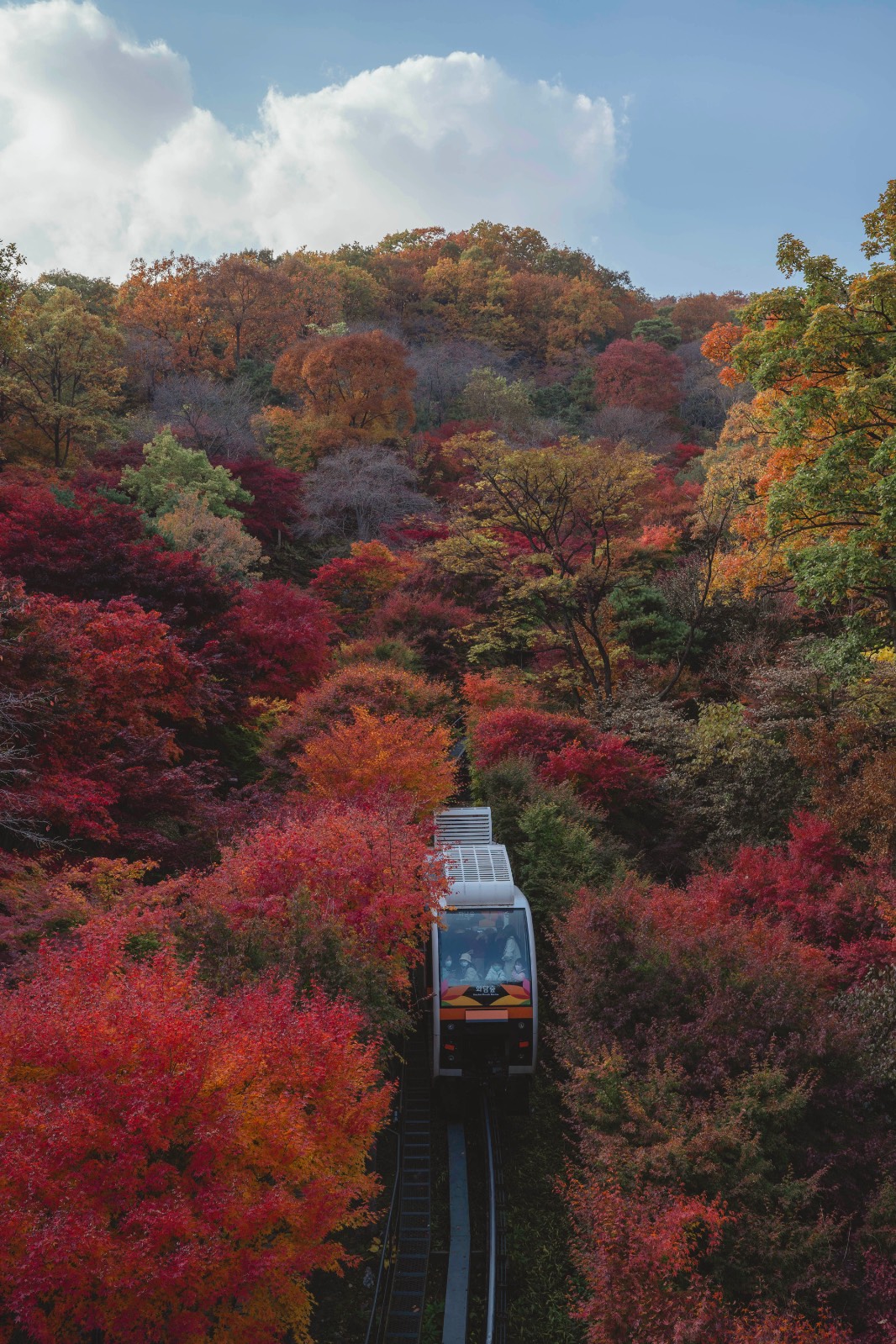 단풍을 더 진득하게 만드는 "Autumn필터"의 썸네일 이미지