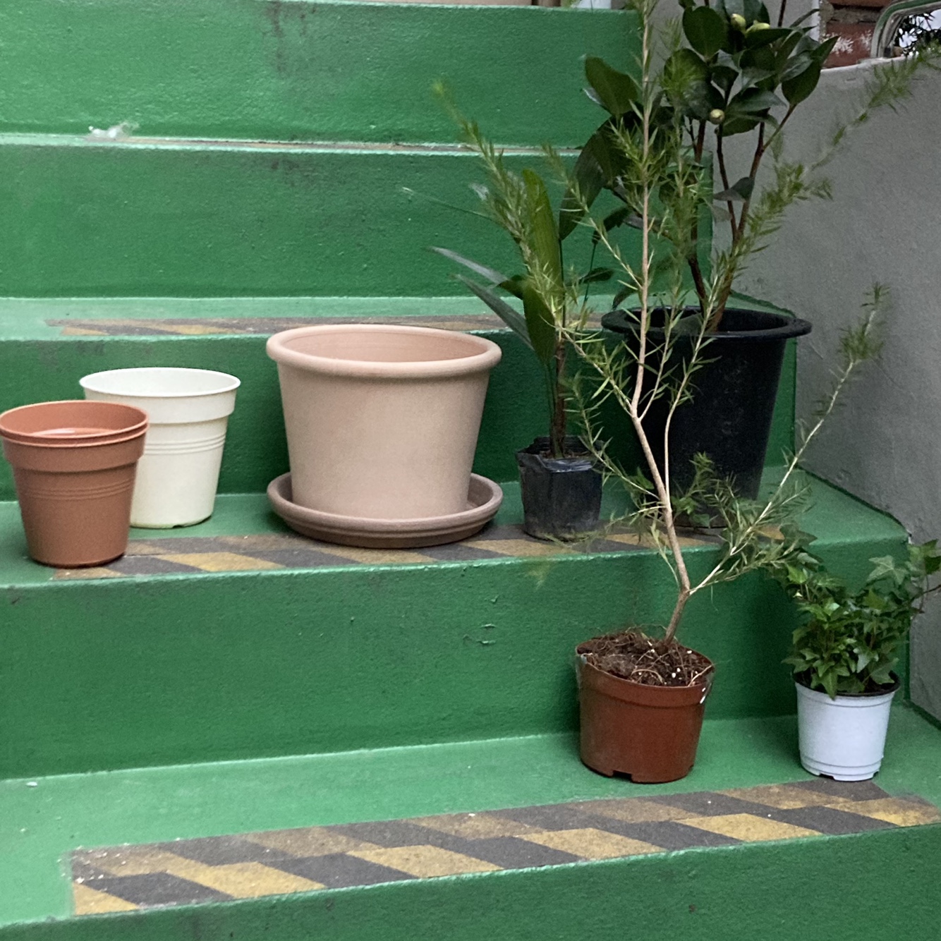 2022.03 마당 첫 분갈이