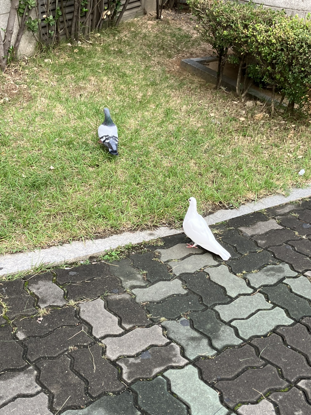 (C) 듀이 / 비둘기 친구랑