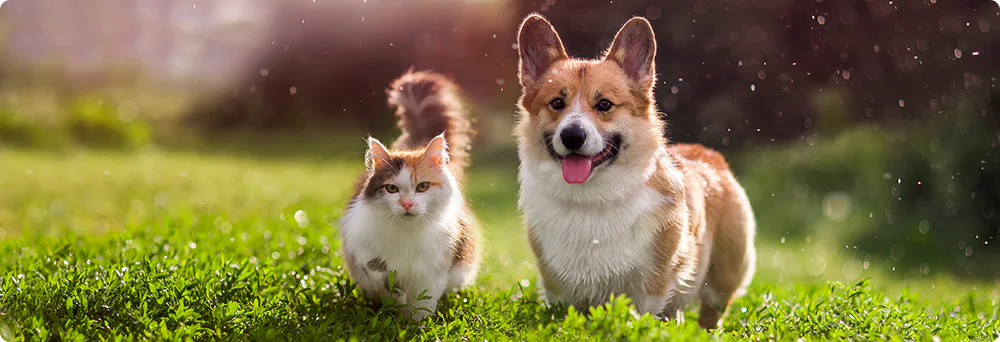 [출처 : Vietnam Airlines] 고양이와 개