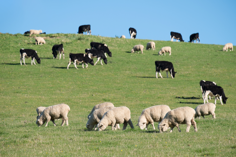 뉴질랜드 사우스아일랜드의 소떼와 양떼. 셔터스톡