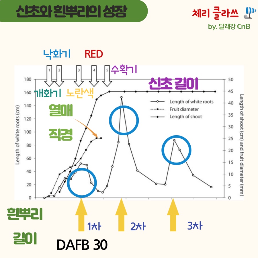 생육기 3번의 흰뿌리 성장 단계에 따른 최적의 체리나무 시비전략의 썸네일 이미지