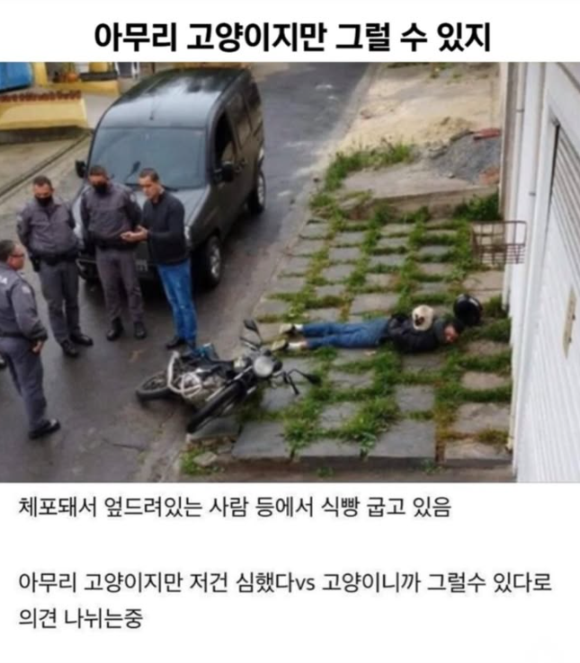 귀여우니까 짤 하나 더