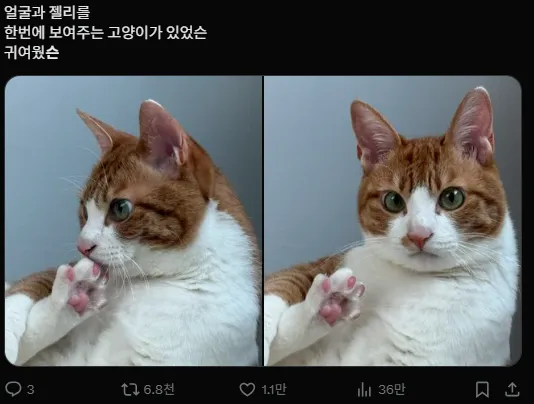 이미지 = X캡처 (https://x.com/amaisukida/status/1937104837856129064)