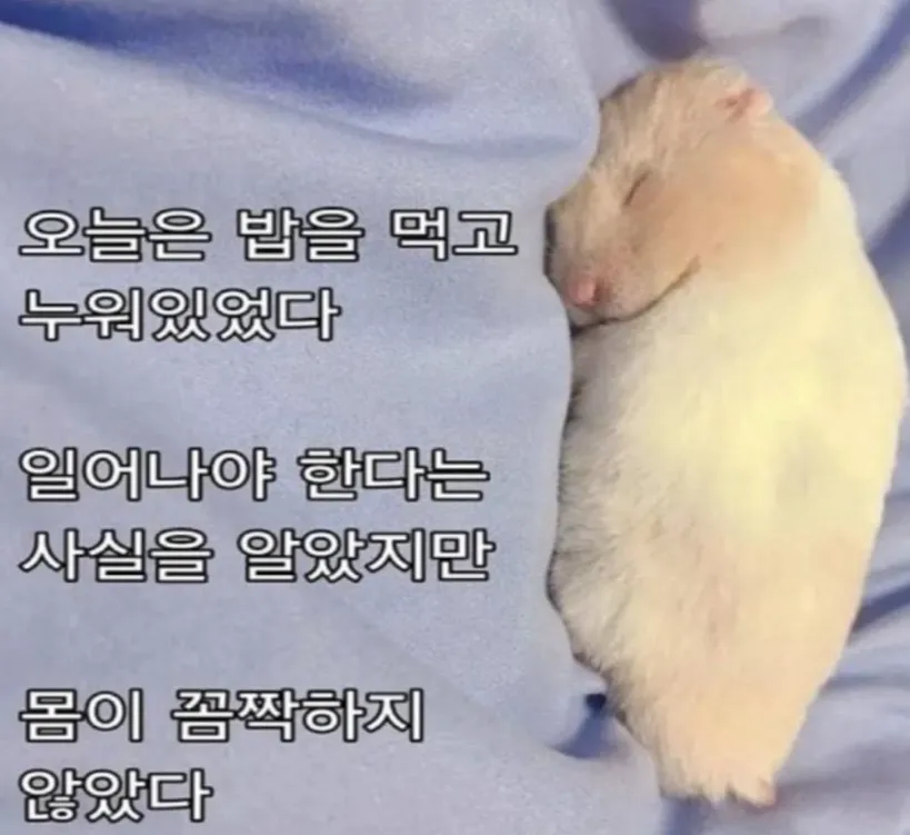 이미지 = 핀터레스트 캡처(https://kr.pinterest.com/pin/18155204742970428/)