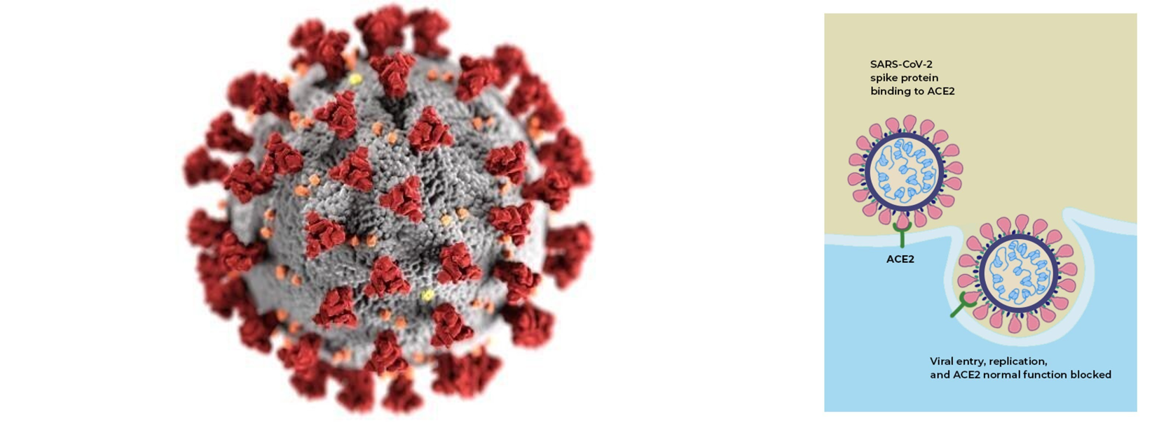 (좌) 코로나바이러스의 모습입니다. 표면에 붉은색으로 표시된 것들이 스파이크 단백질입니다. 출처: CDC/ Alissa Eckert, MSMI; Dan Higgins, MAMS (우) 사람 세포의 ACE2 단백질을 만난 코로나바이러스가 인체로 침입하는 모습입니다.출처: The Conversation, <What is the ACE2 receptor, how is it connected to coronavirus and why might it be key to treating COVID-19? The experts explain>, CC BY-SA