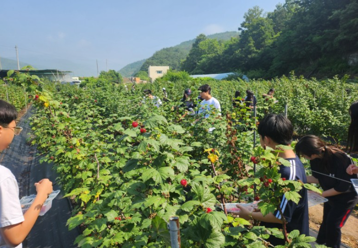 산딸기 체험농장