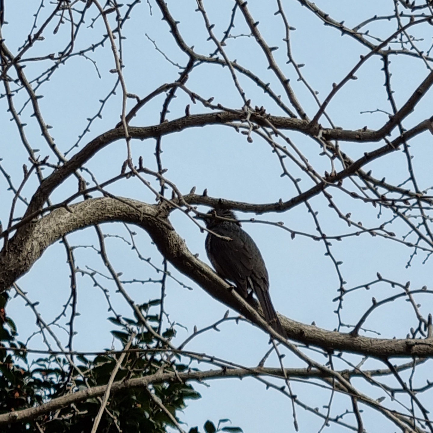 길을 가다가 발견한 새. 제주에 오면 새를 많이 찍게 된다.