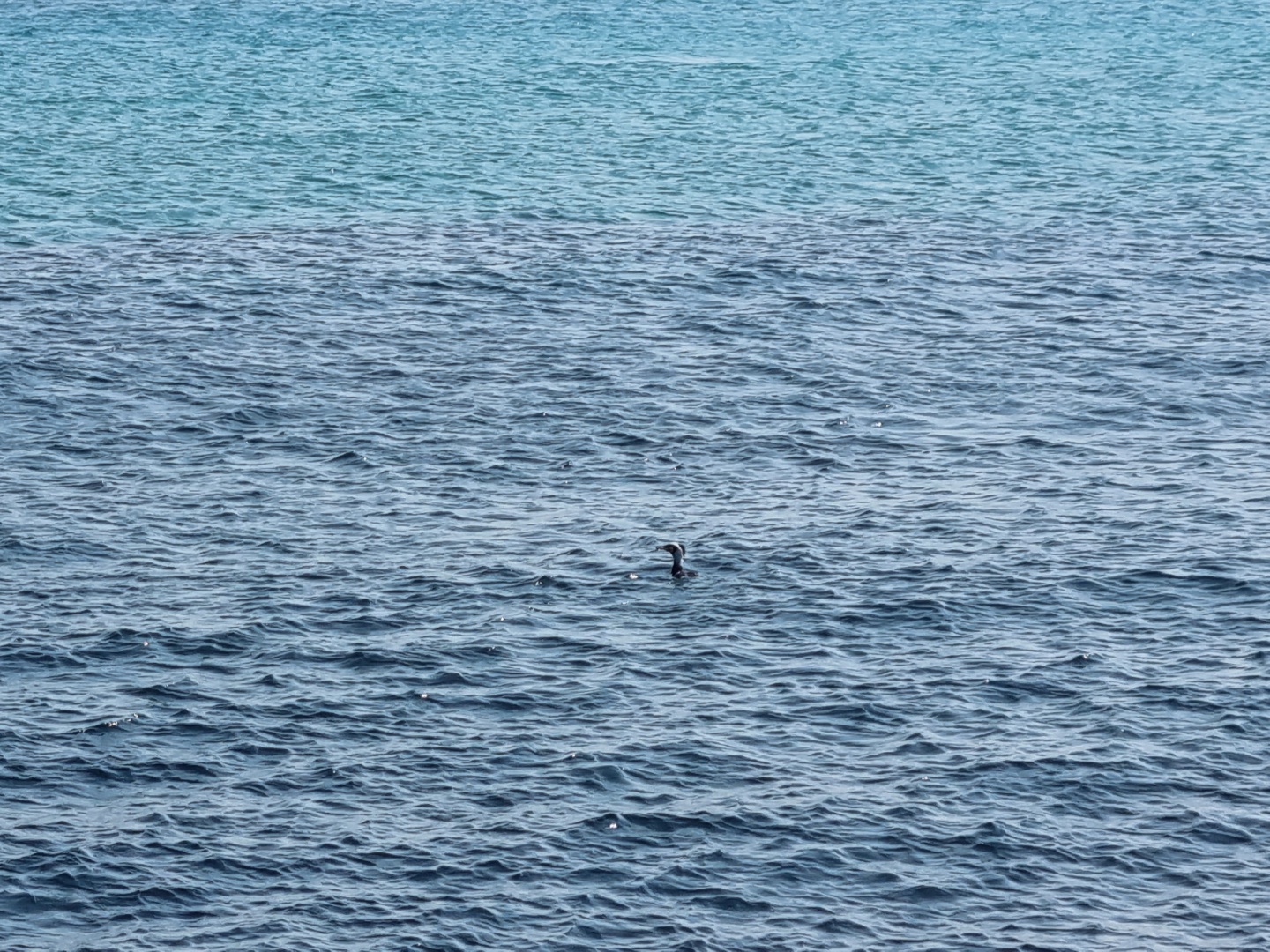 가운데에 있는 애는 새입니다