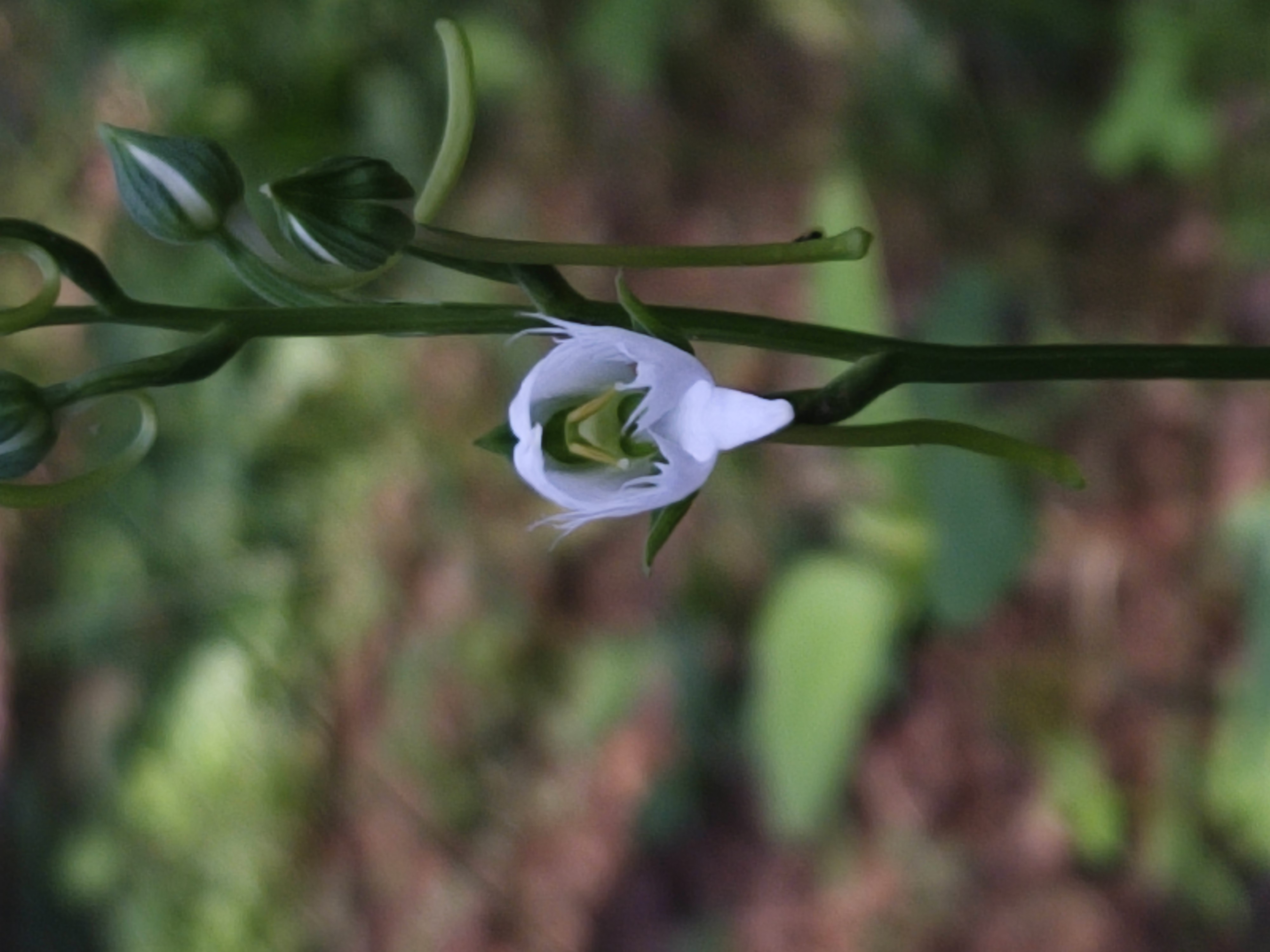 꽃망울이 터진 직후는 웅크린 날개를 펴는 듯